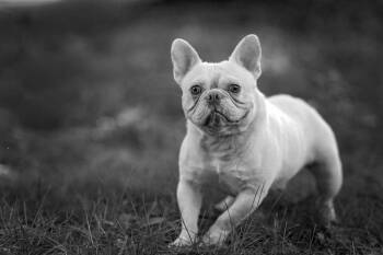 Trojan -  French Bulldog Dog for Adoption in Salisbury, Maryland - Trojan | PetCurious
