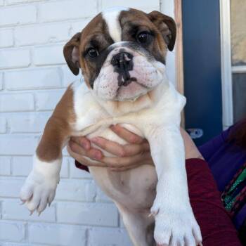 English Bulldog Dogs Available for Adoption - Condado | PetCurious
