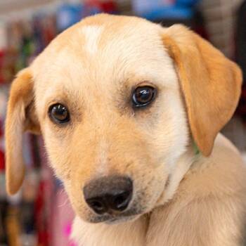 Mixed Breed Dogs Available for Adoption - Brook *Avail Tues 3/17* *Avail By Appt* | PetCurious