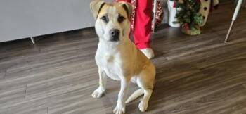 Mixed Breed Dogs Available for Adoption in Paducah, Kentucky - Mollie | PetCurious