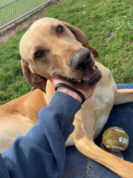 Labrador Retriever and Vizsla Dogs Available for Adoption - Nugget  | PetCurious