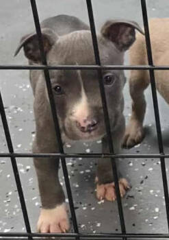 Rescue Mixed Breed Dogs for Adoption in Warren, Michigan - Mr. Pibb | PetCurious