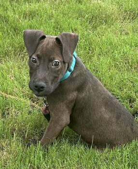Hank - Batesville Litter of 3 -  Pit Bull Terrier and Terrier Dog for Adoption in Horn Lake, Mississippi - Hank - Batesville Litter Of 3 | PetCurious