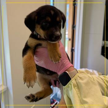 Cuppa Tea -  Mixed Breed Dog for Adoption in Austin, Texas - Cuppa Tea | PetCurious