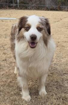 Australian Shepherd Dogs Available for Adoption in Ringwood, Illinois - 1085 Toby | PetCurious