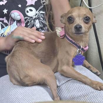 Chihuahua and Toy Fox Terrier Dogs Available for Adoption in Boulder, Colorado - Blossom | PetCurious