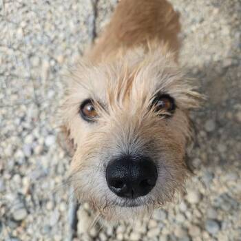 Aurora -  Terrier Dog for Adoption in Sterling Heights, Michigan - Aurora | PetCurious