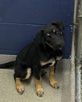 Olive 3 months female AVAILABLE 7/1 -  Labrador Retriever Dog for Adoption in Sterling, Massachusetts - Olive 3 Months Female AVAILABLE 7/1 | PetCurious