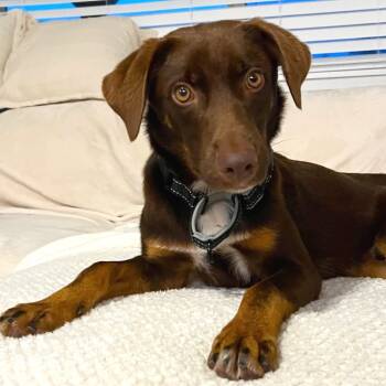 Rescue Mixed Breed Dogs for Adoption in Volcano, Hawaii - Bailey ("Lee") | PetCurious