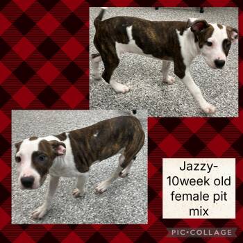 Rescue Pit Bull Terrier Dogs for Adoption in Bryan, Ohio - Jazzy | PetCurious