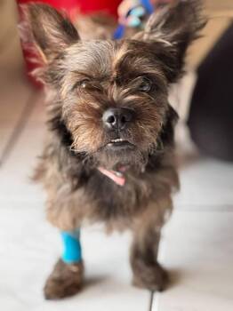 Frankie Chui Chui -  Terrier and Cairn Terrier Dog for Adoption in North Reading, Massachusetts - Frankie Chui Chui | PetCurious