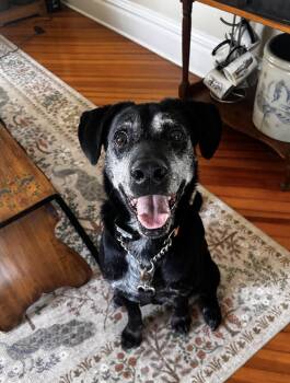 Labrador Retriever Dogs Available for Adoption in Williamsburg, Iowa - Boone | PetCurious