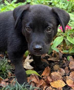 Rescue Labrador Retriever Dogs for Adoption in Lewisville, Indiana - Bogey | PetCurious