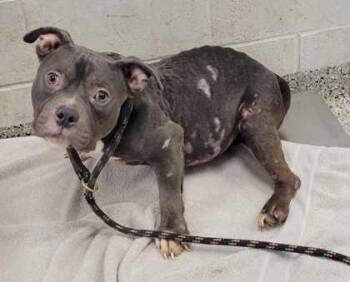 Pit Bull Terrier and Mixed Breed Dogs Available for Adoption in Kansas City, Missouri - Bilbert | PetCurious