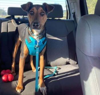 Bert -  German Shepherd Dog and Manchester Terrier Dog for Adoption in Inez, Texas - Bert | PetCurious