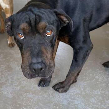 Lady Fay -  Shar Pei Dog for Adoption in Kingman, Arizona - Lady Fay | PetCurious