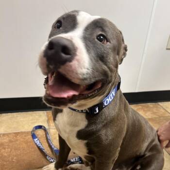 FWT Rain -  Pit Bull Terrier Dog for Adoption in Midland, Texas - FWT Rain | PetCurious