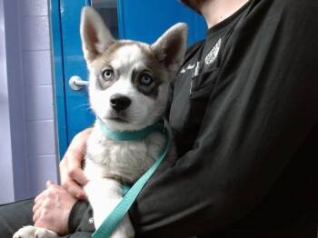 Husky and Mixed Breed Dogs Available for Adoption - GUMDROP | PetCurious
