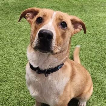 Rescue Australian Cattle Dog Blue Heeler Dogs for Adoption in Racine, Wisconsin - Linda | PetCurious