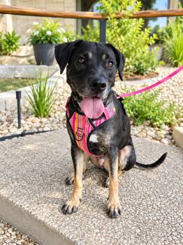 Patti -  Belgian Shepherd Malinois Dog for Adoption in VERNON ROCKVL, Connecticut - Patti | PetCurious