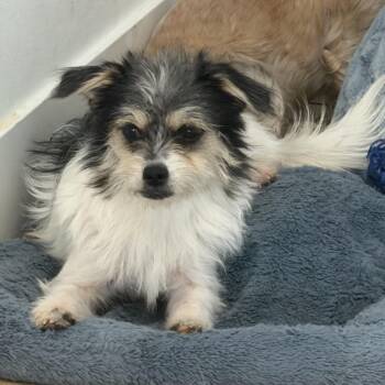 Ms. Gorgeous Winter -  Maltese and Wirehaired Terrier Dog for Adoption in Ridgefield, Washington - Ms. Gorgeous Winter | PetCurious