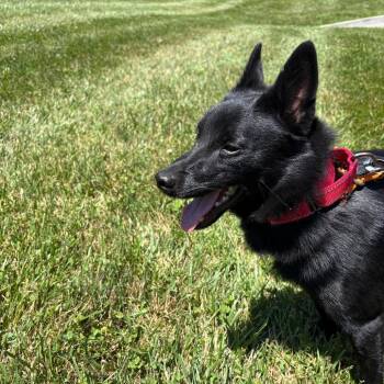 Nanner -  Schipperke Dog for Adoption in Batavia, Ohio - Nanner | PetCurious