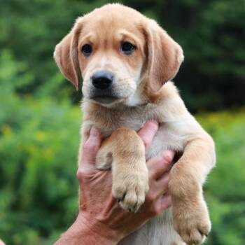 CT Dwight -  Shepherd and Mixed Breed Dog for Adoption in Stormville, New York - CT Dwight | PetCurious