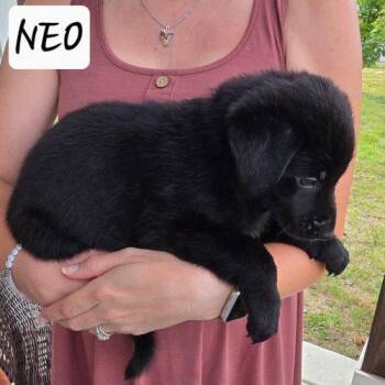 Neo -  Black Labrador Retriever and German Shepherd Dog Dog Available for Adoption in Sanford, North Carolina - Neo | PetCurious