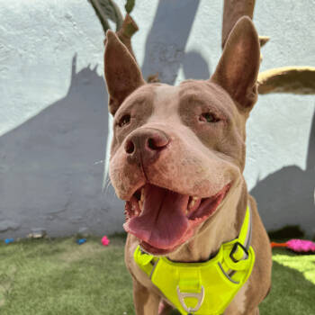 Momma Bear-One of our Amazing Rescue Dogs -  Pit Bull Terrier and Mixed Breed Dog for Adoption in Carlsbad, California - Momma Bear-One Of Our Amazing Rescue Dogs | PetCurious