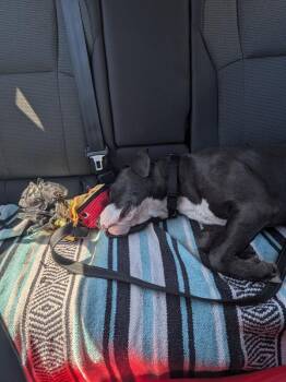 Eria -  Pit Bull Terrier Dog for Adoption in Austin, Texas - Eria | PetCurious