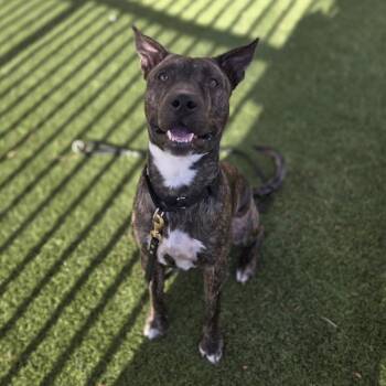 EUGENE -  Pit Bull Terrier Dog for Adoption in Las Vegas, Nevada - EUGENE | PetCurious