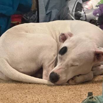 Momma Girl -  Pit Bull Terrier Dog for Adoption in Livingston, Texas - Momma Girl | PetCurious