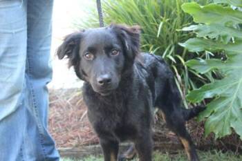 Bubbles -  Spaniel and Mixed Breed Dog Available for Adoption in Brunswick, Georgia - Bubbles | PetCurious