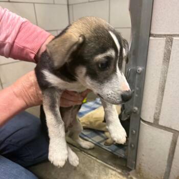 Harley -  Chihuahua and Miniature Pinscher Dog for Adoption in Waynesburg, Pennsylvania - Harley | PetCurious