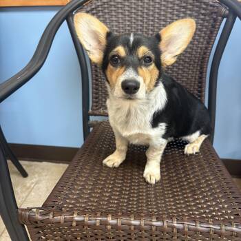 Octavia Daisy -  Pembroke Welsh Corgi Dog for Adoption in Oklahoma City, Oklahoma - Octavia Daisy | PetCurious