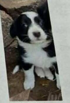 Paul #5225 -  Border Collie Dog Available for Adoption in Ontario, California - Paul #5225 | PetCurious