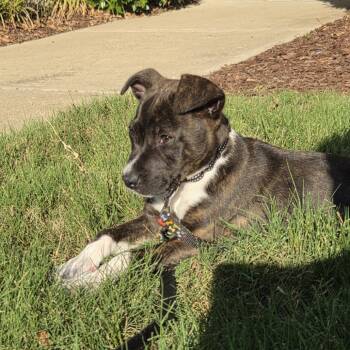 Rory -  Mixed Breed Dog for Adoption in Raleigh, North Carolina - Rory | PetCurious