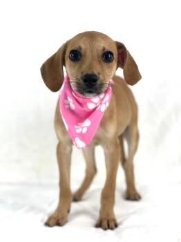 Odette -  Dachshund and Chihuahua Dog for Adoption in Olympia, Washington - Odette | PetCurious