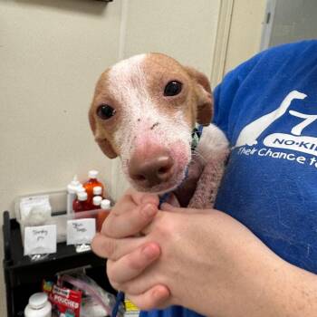 Grimace -  Dachshund Dog for Adoption in Pekin, Illinois - Grimace | PetCurious