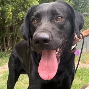 River -  Labrador Retriever Dog for Adoption in Jeffersonville, Indiana - River | PetCurious