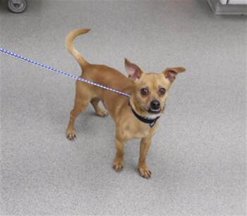 Chihuahua and Mixed Breed Dogs Available for Adoption - RIO | PetCurious