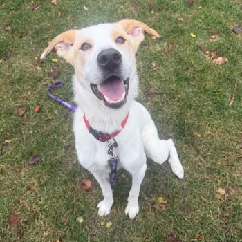 Rescue Great Pyrenees and Labrador Retriever Dogs for Adoption in Naperville, Illinois - Dexter | PetCurious