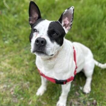 Pebbles -  Pit Bull Terrier Dog for Adoption in Worcester, Massachusetts - Pebbles | PetCurious