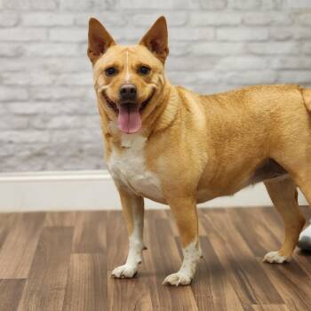 Cattle Dog Dogs Available for Adoption - Sunni | PetCurious
