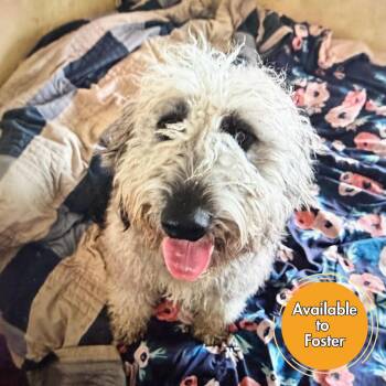 Golden Retriever and Poodle Dogs Available for Adoption - Bart | PetCurious