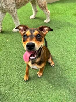River the Mixed Breed Puppy -  Pit Bull Terrier and Australian Cattle Dog Blue Heeler Dog for Adoption in Muskego, Wisconsin - River The Mixed Breed Puppy | PetCurious