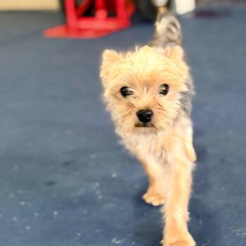 Binx - Missouri MY26-54 -  Yorkshire Terrier Dog for Adoption in Peyton, Colorado - Binx - Missouri MY26-54 | PetCurious