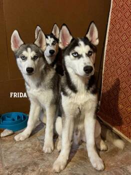Husky Dogs Available for Adoption in Libertyville, Illinois - Frida | PetCurious