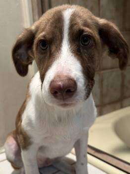 SHEENA -  Australian Shepherd Dog for Adoption in El Cajon, California - SHEENA | PetCurious