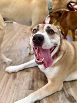Molly Good Golly Ark -  Husky and Akita Dog for Adoption in Friendswood, Texas - Molly Good Golly Ark | PetCurious